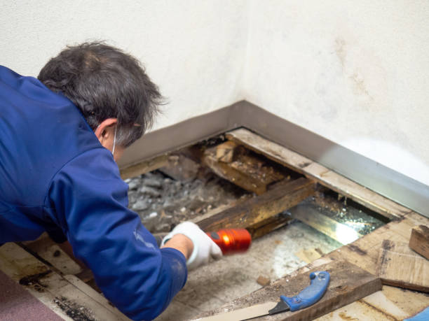 Port Isabel, TX Mold Remediation Company