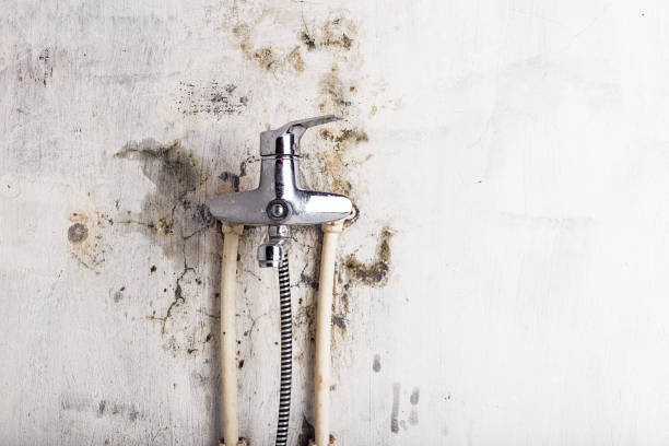 Best Residential Mold Remediation in Port Isabel, TX