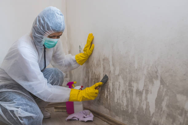 Best Attic Mold Remediation in Port Isabel, TX