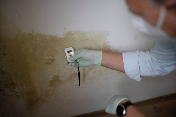 Best Crawl Space Mold Remediation in Port Isabel, TX