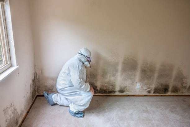 Best Attic Mold Remediation in Port Isabel, TX