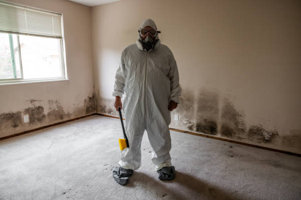 Best Post-Flood Mold Remediation in Port Isabel, TX