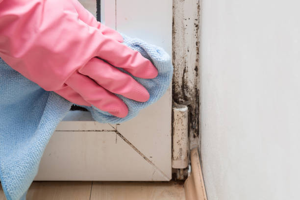 Best Commercial Mold Remediation in Port Isabel, TX